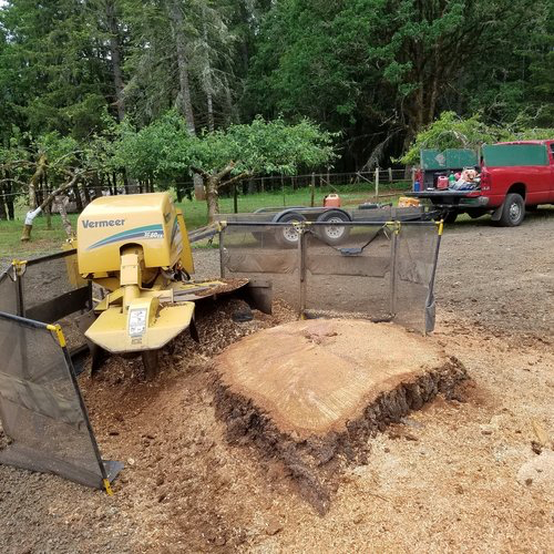 Tree Stump Grinding with Salem Tree Service