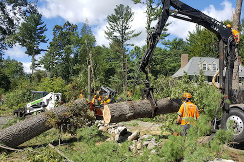 Tree service work in Salem, OR