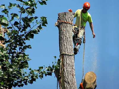Salem Tree Service  - Tree Removals