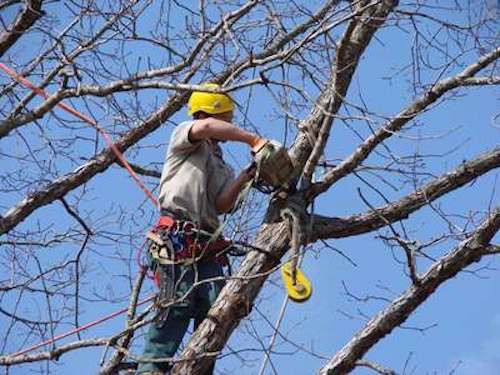 Tree Trimming in Salem OR