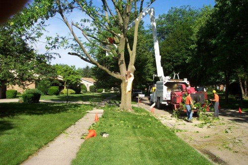 Tree Removal, Salem OR